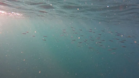 Underwater footage with sun rays passing through in deep sea Stock Footage 110752370