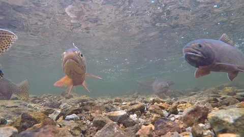 Underwater footage of trout at a high alpine lake in colorado Stock Footage