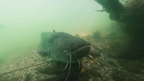 Underwater footage of two massive catfish (Silurus glanis) 動画素材 314210682