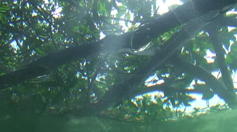 Underwater Forest Stock Footage 7138126