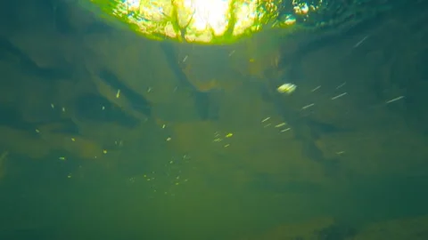 Underwater forest stream with bright surface reflections and suspended particles Видео 347057942