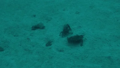 Underwater frame, crab, reef, algae, stones, bottom, sea, water, underwater life 스톡 동영상 131320158