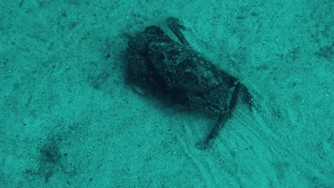 Underwater frame, crab, reef, sand, bottom, sea, water, underwater life Stock Footage 131320179