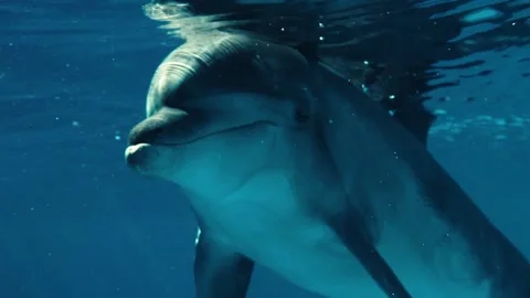 Underwater frame, dolphin, water, waves, Stock Footage 131243450