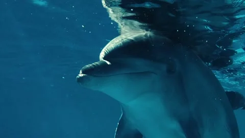Underwater frame, dolphin, waves, water 動画素材 131243470