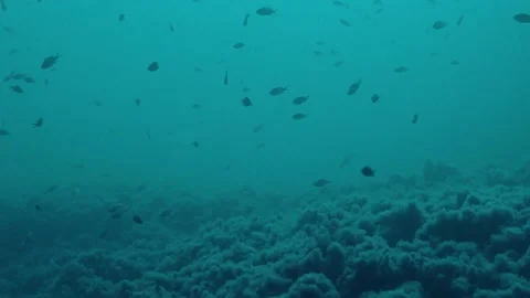 Underwater frame, fish, reef, algae, sea, water, underwater life Stock Footage 131320087