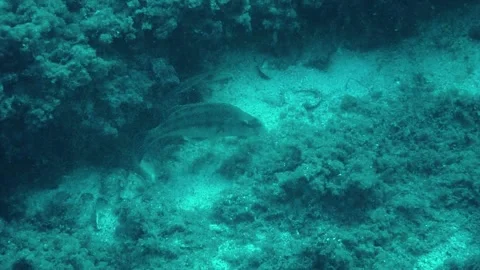 Underwater frame, fish, reef, algae, stones, bottom, sea, water, underwater l Vídeos de archivo 131320101