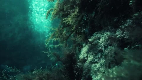 Underwater frame, scuba diver, reef, cave, stones, sea, algae Stock Footage 131320215