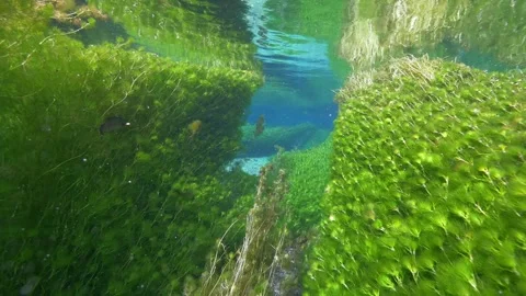 Underwater freshwater lake river spring scenery with grasses and algae Stock Footage 330964655