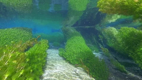 Underwater freshwater lake river spring scenery with grasses and algae Stock Footage 330965022