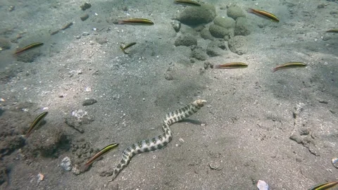 Underwater full body view of a Snowflake Moray Eel Stock Footage 331220542