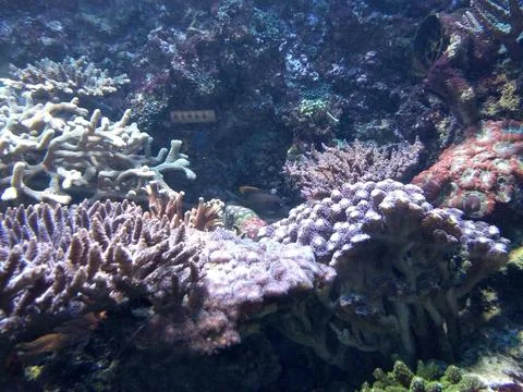 Underwater Garden Stock Photos