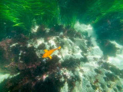 Underwater Garibaldi Stock Photos