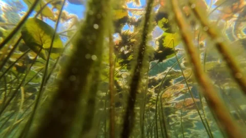 Underwater gliding  shot 스톡 동영상 310655137