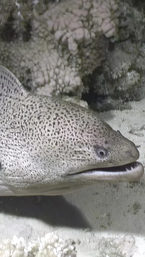 Underwater glimpse moray eel in the depths of Red Sea Video stock 316997946