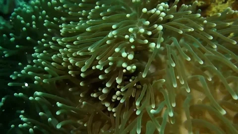 Underwater Glowing Particles floating above Fish Ocean Depth Video stock 325332914