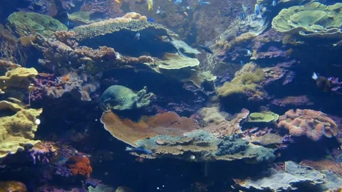 Underwater Glowing Particles floating above Fish Ocean Depth Stock Footage 325333359
