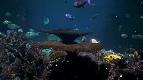 Underwater Glowing Particles floating above Fish Ocean Depth Stock Footage 325333724