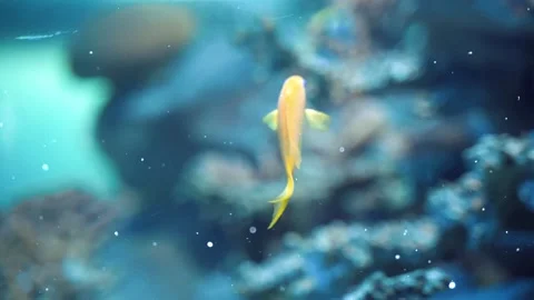 Underwater Glowing Particles floating above Fish Ocean Depth Stock Footage 325333772
