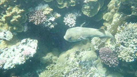Underwater Glowing Particles floating above Fish Ocean Depth Stock Footage 325334001