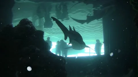 Underwater Glowing Particles floating above Fish Ocean Depth Stock Footage 330233253