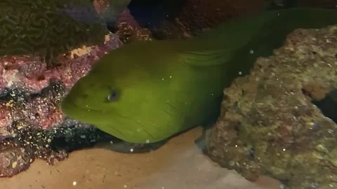 Underwater Glowing Particles floating above Fish Ocean Depth Video stock 330234426