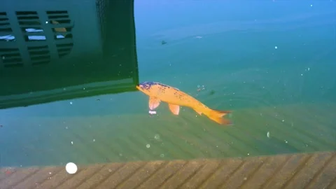 Underwater Glowing Particles floating above Fish Ocean Depth Stock Footage 330234679