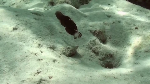 Underwater goby Video stock 104046322