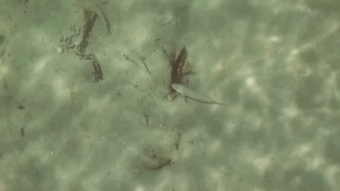 Underwater goby Video stock 104046324