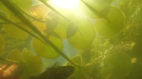 Underwater goldfish Stock Footage 50824706