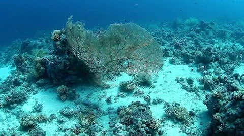 Underwater Gorgonia Stock Footage 10206166