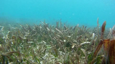 Underwater: Grass With Fish Stock Footage 7755800