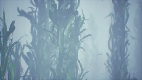 Underwater grass forest of seaweed Stock Footage 150469779