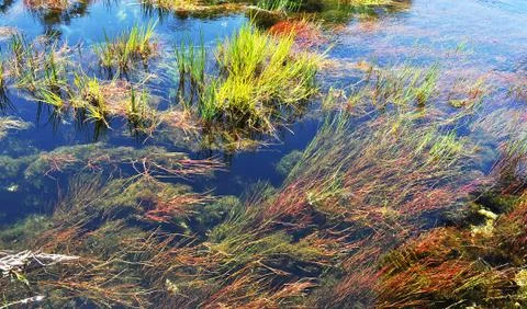 Underwater grass Stock Photos