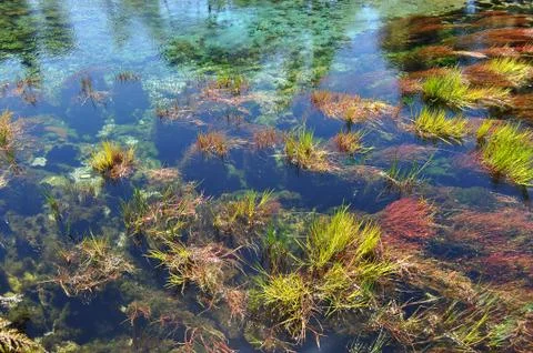 Underwater grass Stock Photos