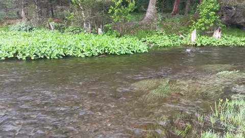 Underwater grass sways from the current of a shallow and narrow mountain river Stock Footage 320099771
