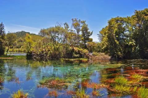 Underwater grass with tree Stock Photos