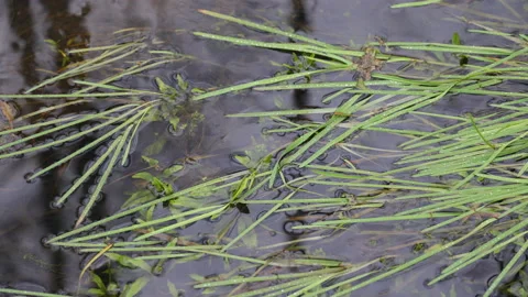 Underwater grasses in a forest stream, 8K Stock Footage 166946681