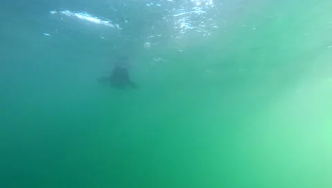 Underwater great white shark attack cape fur seal decoy Stock Footage 246507096