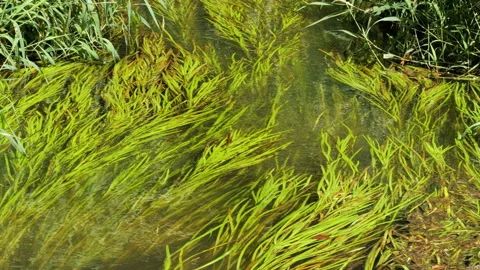Underwater green plants flowing in the river current Stock Footage 343863680