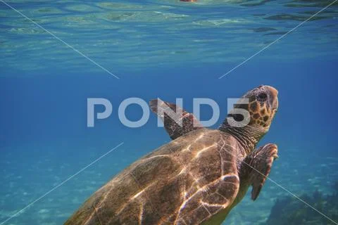 Underwater green sea turtle (Chelonia mydas) Stock Photos