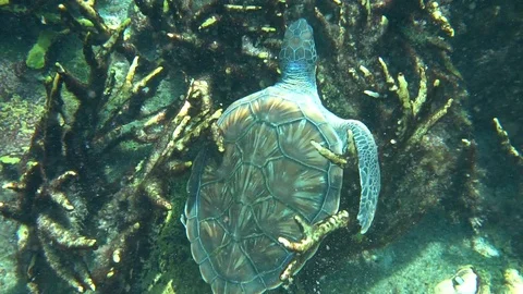 Underwater of Green Sea Turtle Scratching Parasites off on Coral Video stock 106716809