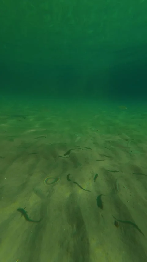 Underwater green waves ripple over sandy floor. Trani Ammouda, Greece. Vertical Vídeo Stock 339628724