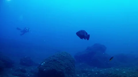 Underwater groper fish and a diver in a dark blue water Stock Footage 78881953