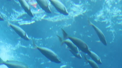 Underwater with a group of fish Stock Footage 52349438