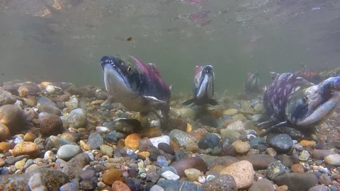 Underwater of Group of River Salmon Swimming Upstream in Shallow Water Stock-Footage 102755053