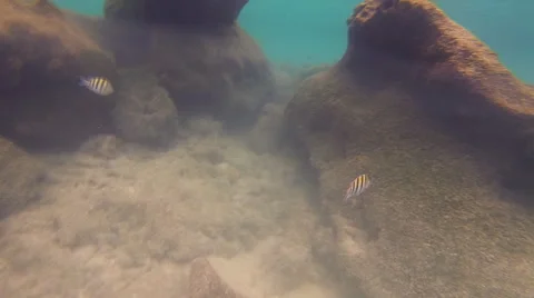 Underwater in the Gulf of Mexico: Version #3 Video stock 60379163