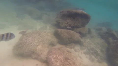 Underwater in the Gulf of Mexico: Version #4 Video stock 60381473