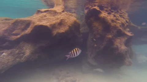 Underwater in the Gulf of Mexico: Version #5 Video stock 60382641