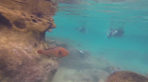 Underwater in the Gulf of Mexico: Version #6 Video stock 60382429
